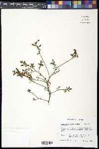 Vaccinium elliottii image