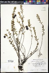 Vaccinium macrocarpon image