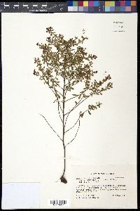 Vaccinium myrsinites var. glaucum image