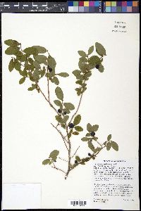 Vaccinium ovalifolium image