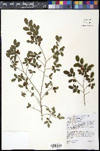 Vaccinium parviflorum image