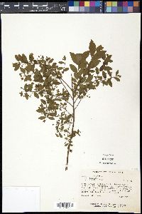 Vaccinium stamineum var. stamineum image