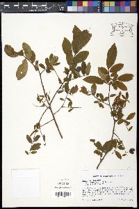 Vaccinium stamineum var. stamineum image