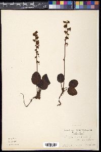 Pyrola rotundifolia var. incarnata image