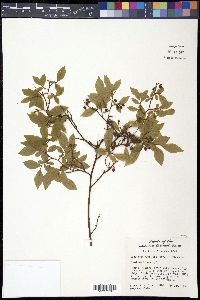 Vaccinium vacillans image