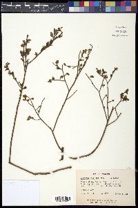 Vaccinium vacillans image