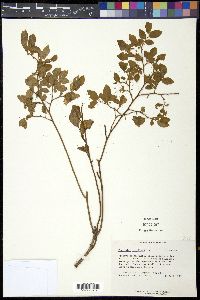 Vaccinium vacillans image