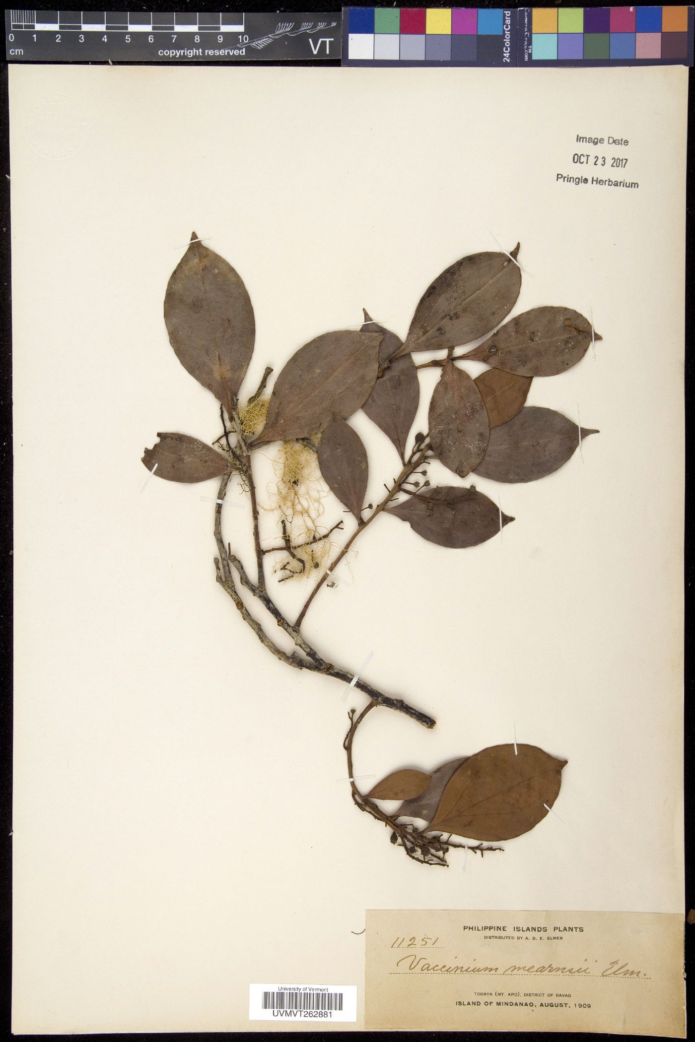 Vaccinium sylvaticum image