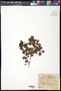 Vaccinium japonicum image
