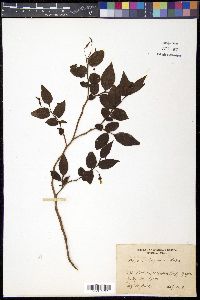 Vaccinium japonicum image