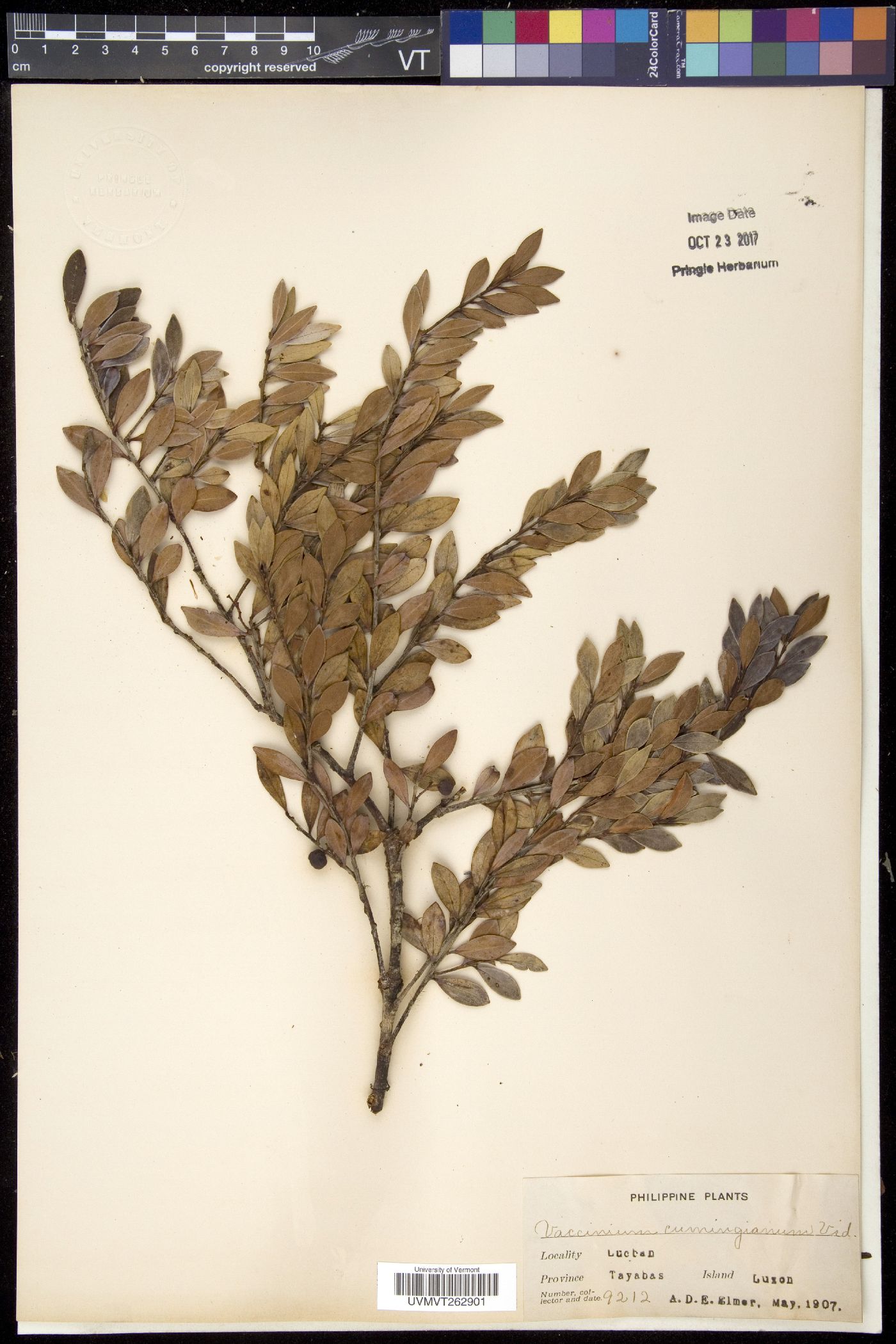 Vaccinium cumingianum image