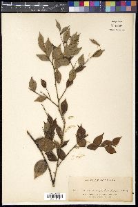 Vaccinium tenuipes image