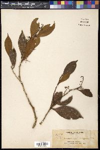 Vaccinium sylvaticum image