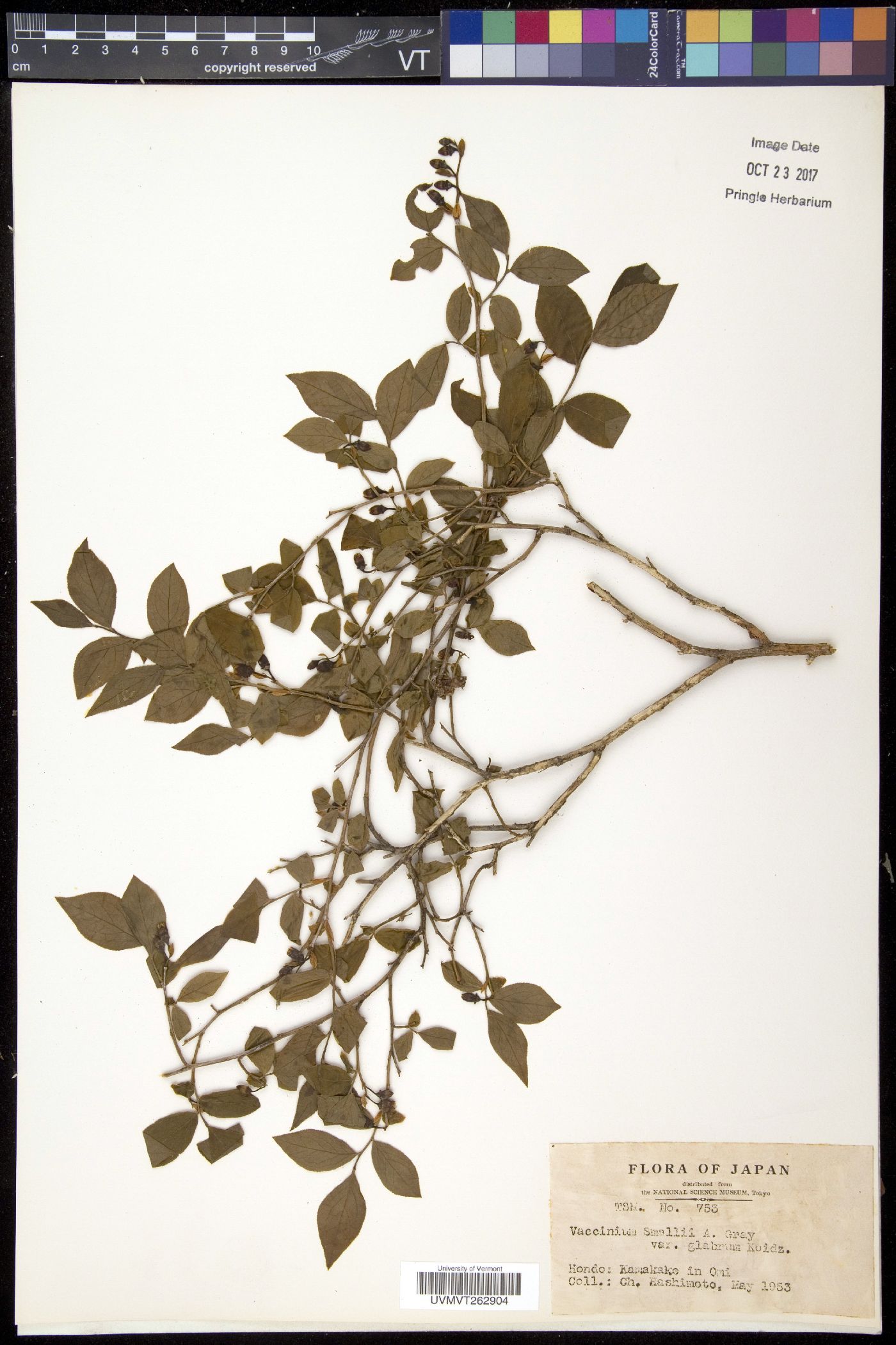 Vaccinium smallii image