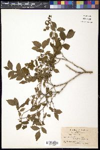 Vaccinium smallii image