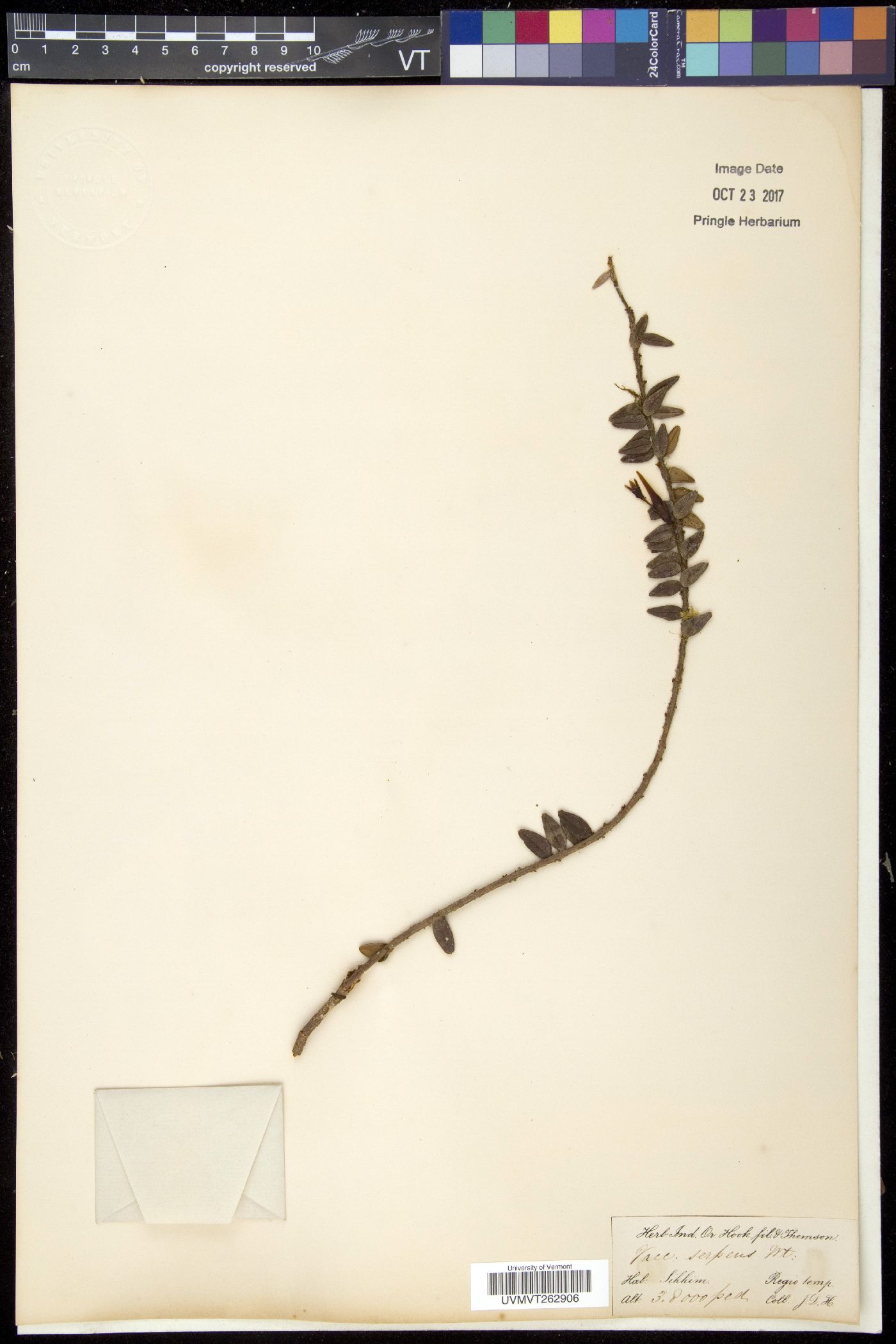 Agapetes serpens image