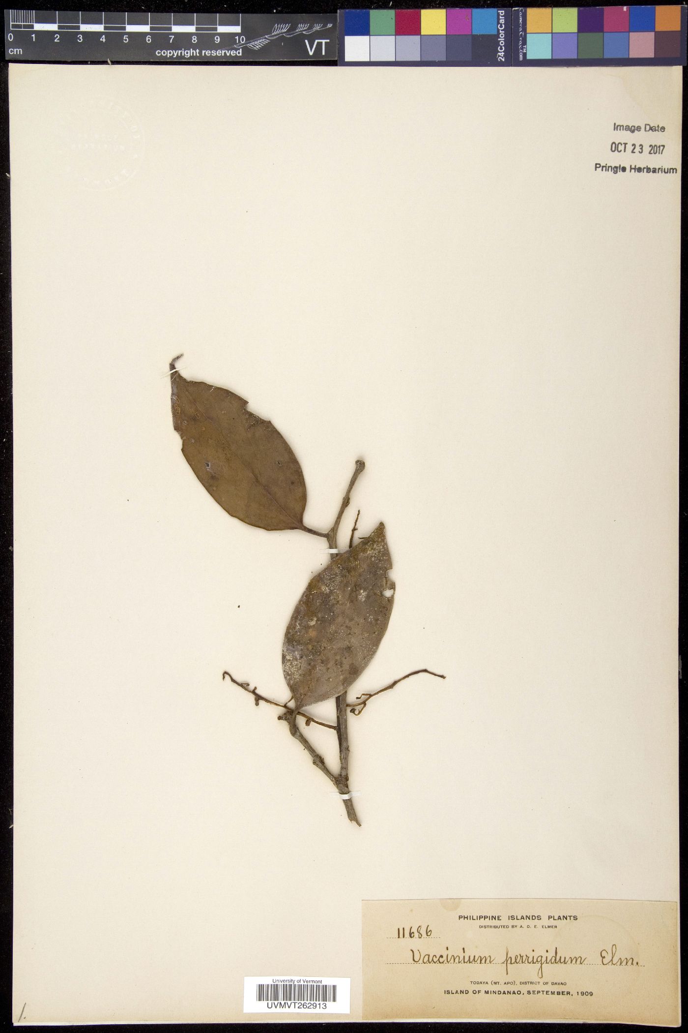 Vaccinium perrigidum image