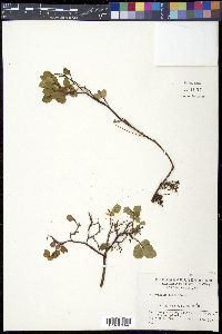 Vaccinium uliginosum image