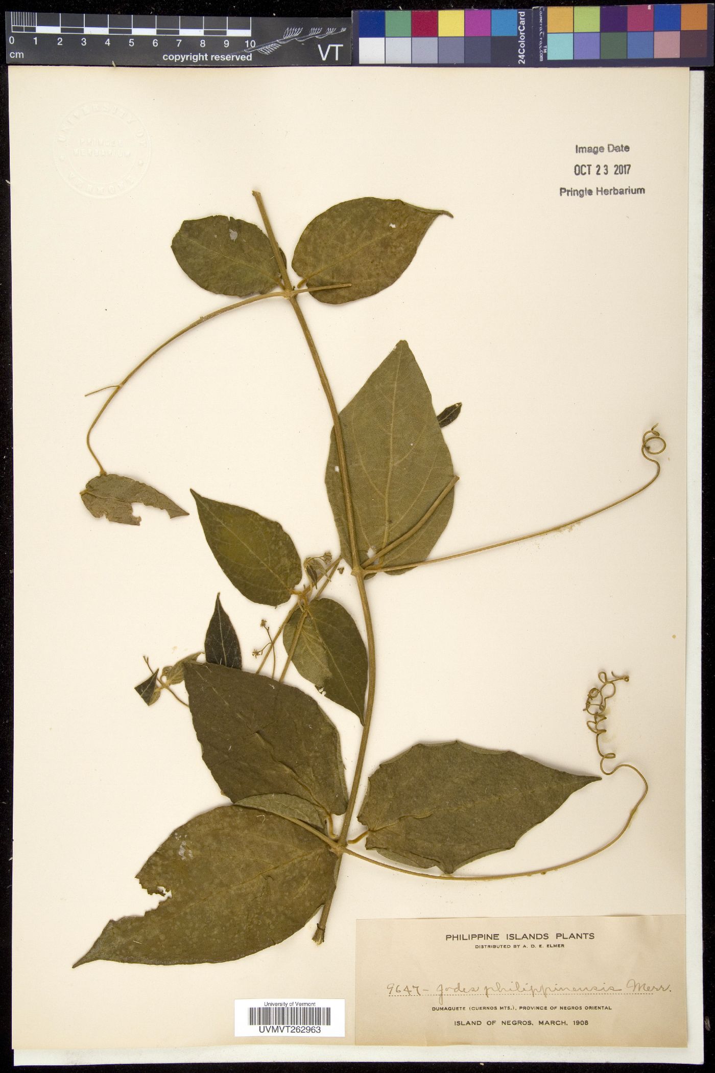 Iodes philippinensis image