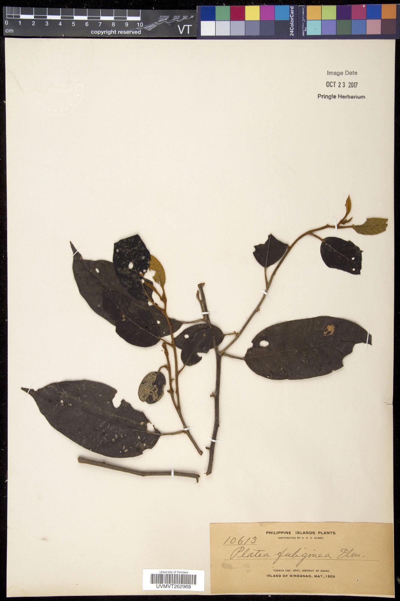 Platea latifolia image