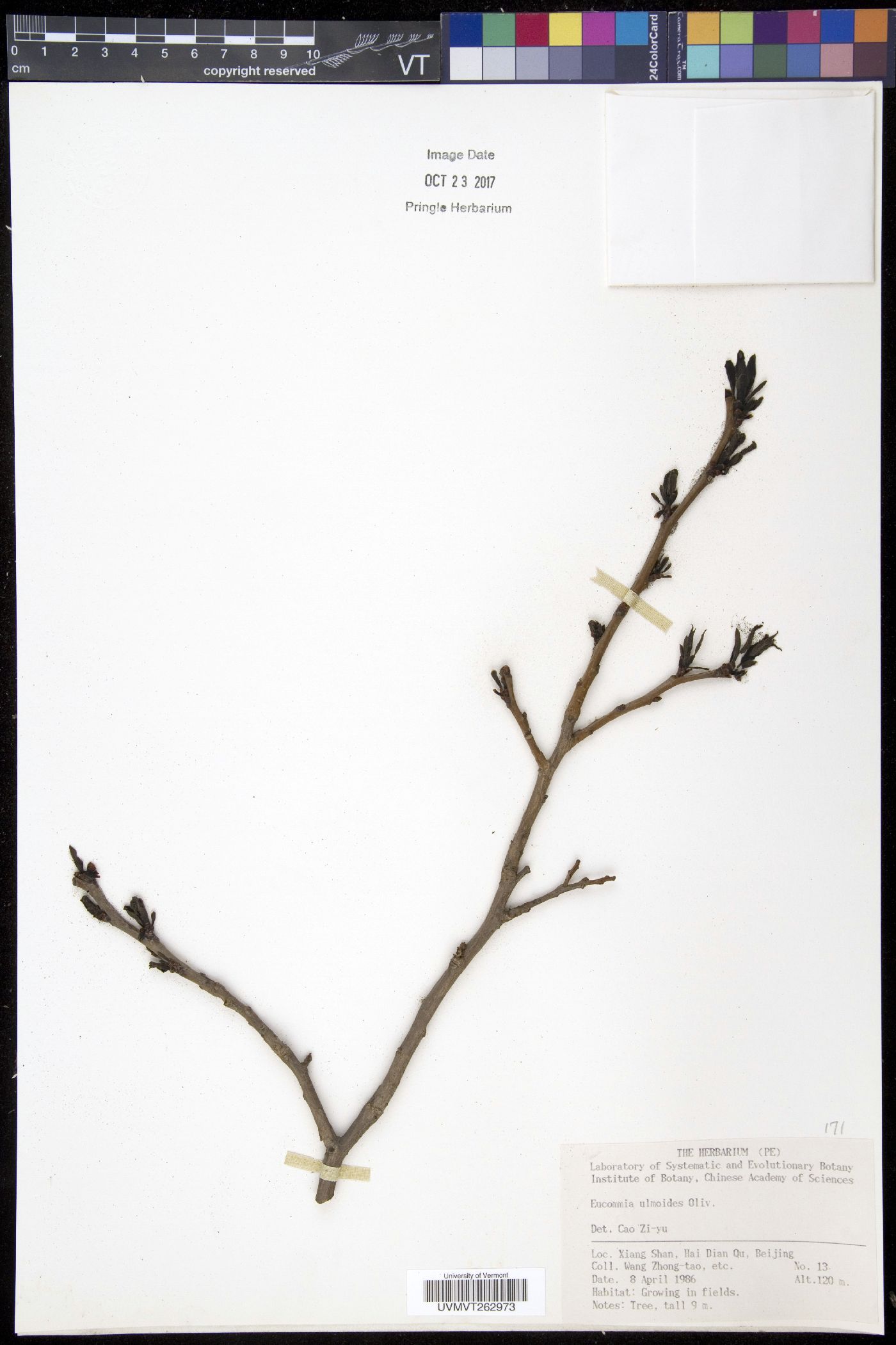 Eucommia ulmoides image