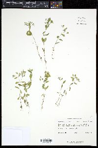 Paronychia canadensis image