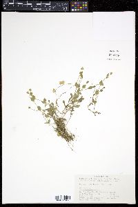 Image of Pseudostellaria japonica