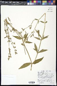 Silene latifolia image