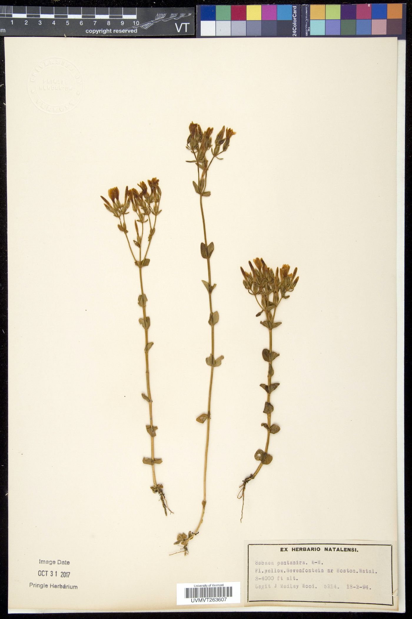 Sebaea image