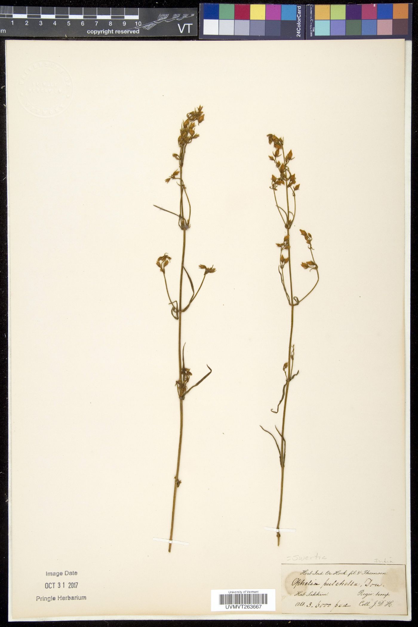 Swertia angustifolia image