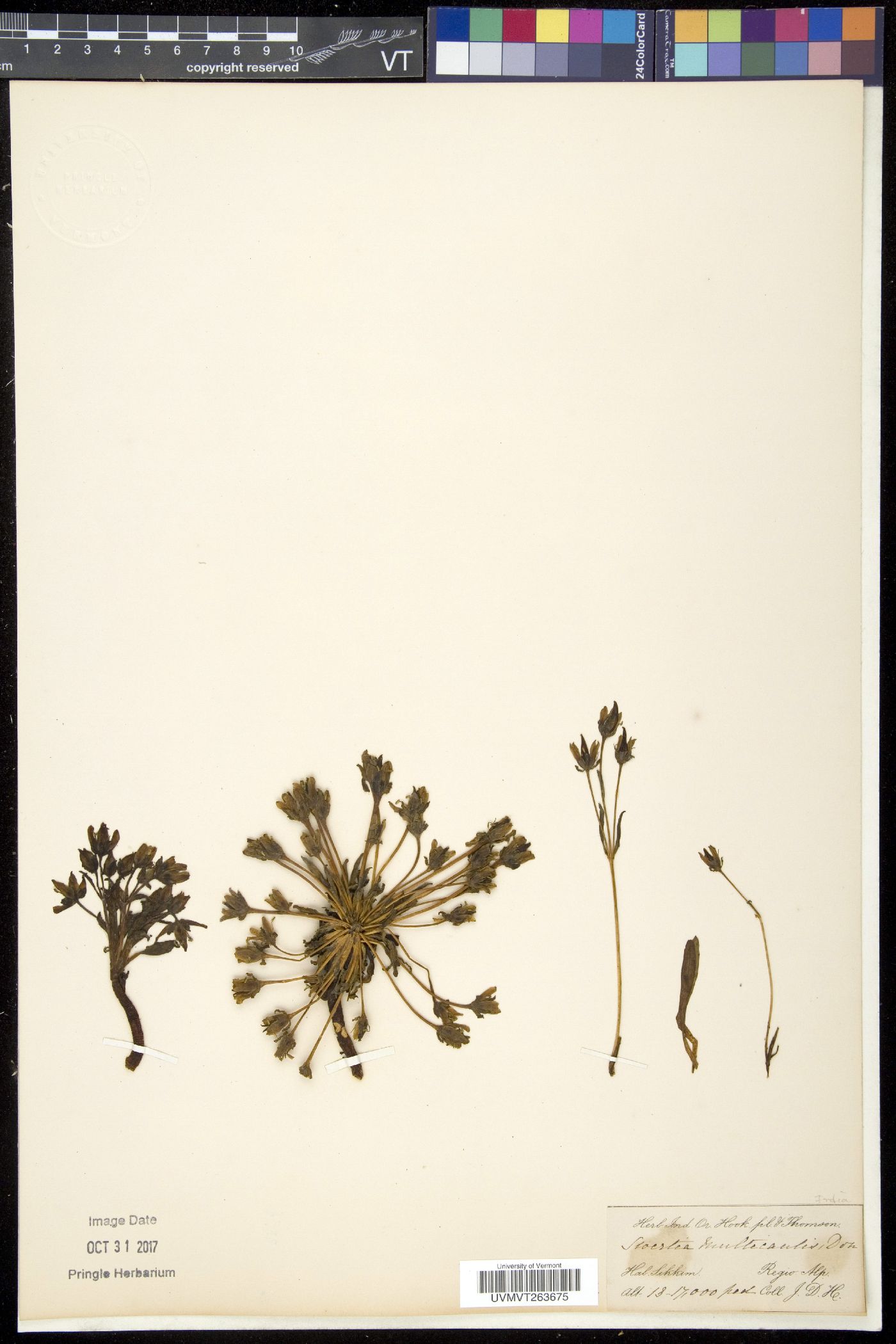 Swertia multicaulis image