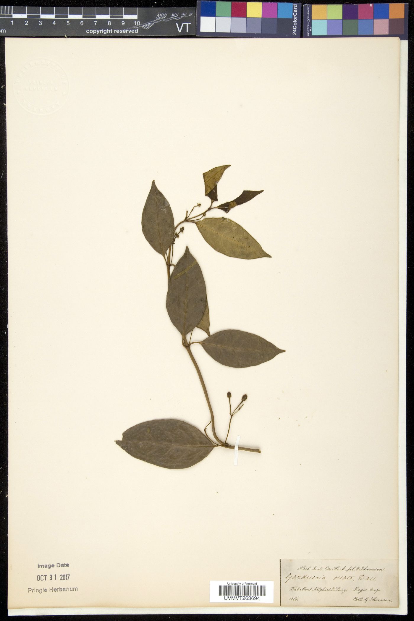 Gardneria ovata image