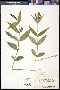 Spigelia marilandica image