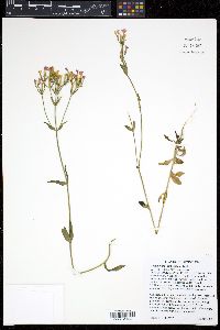 Centaurium umbellatum image