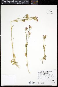 Centaurium umbellatum image