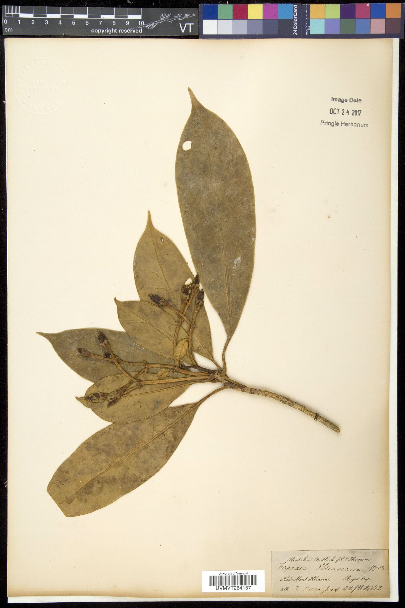 Fagraea ceilanica subsp. ceilanica image