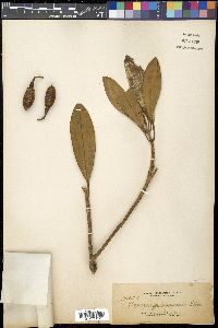 Media resource of Fagraea gitingensis