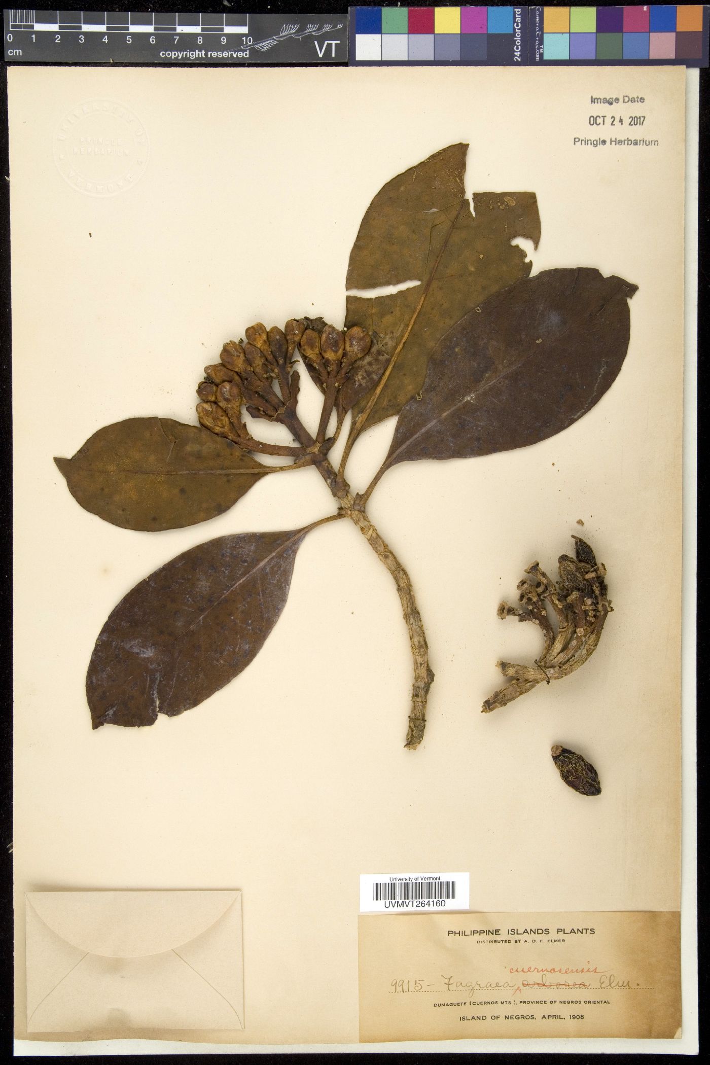 Fagraea blumei subsp. blumei image