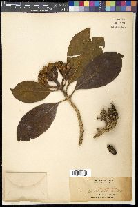 Fagraea blumei image