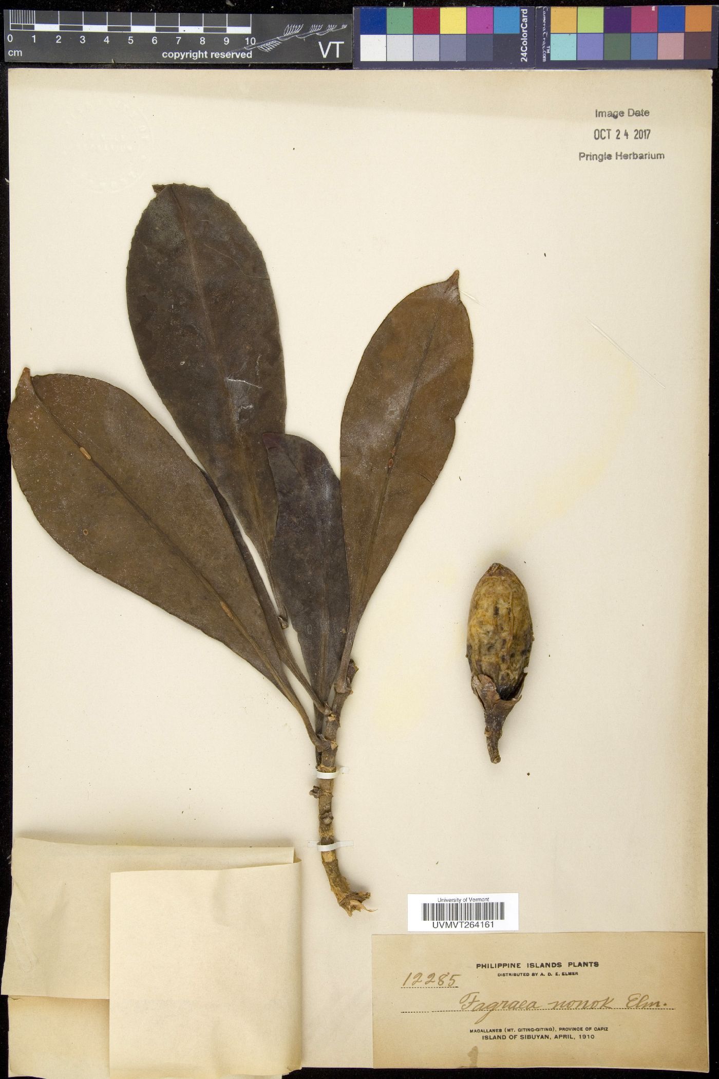 Fagraea borneensis image