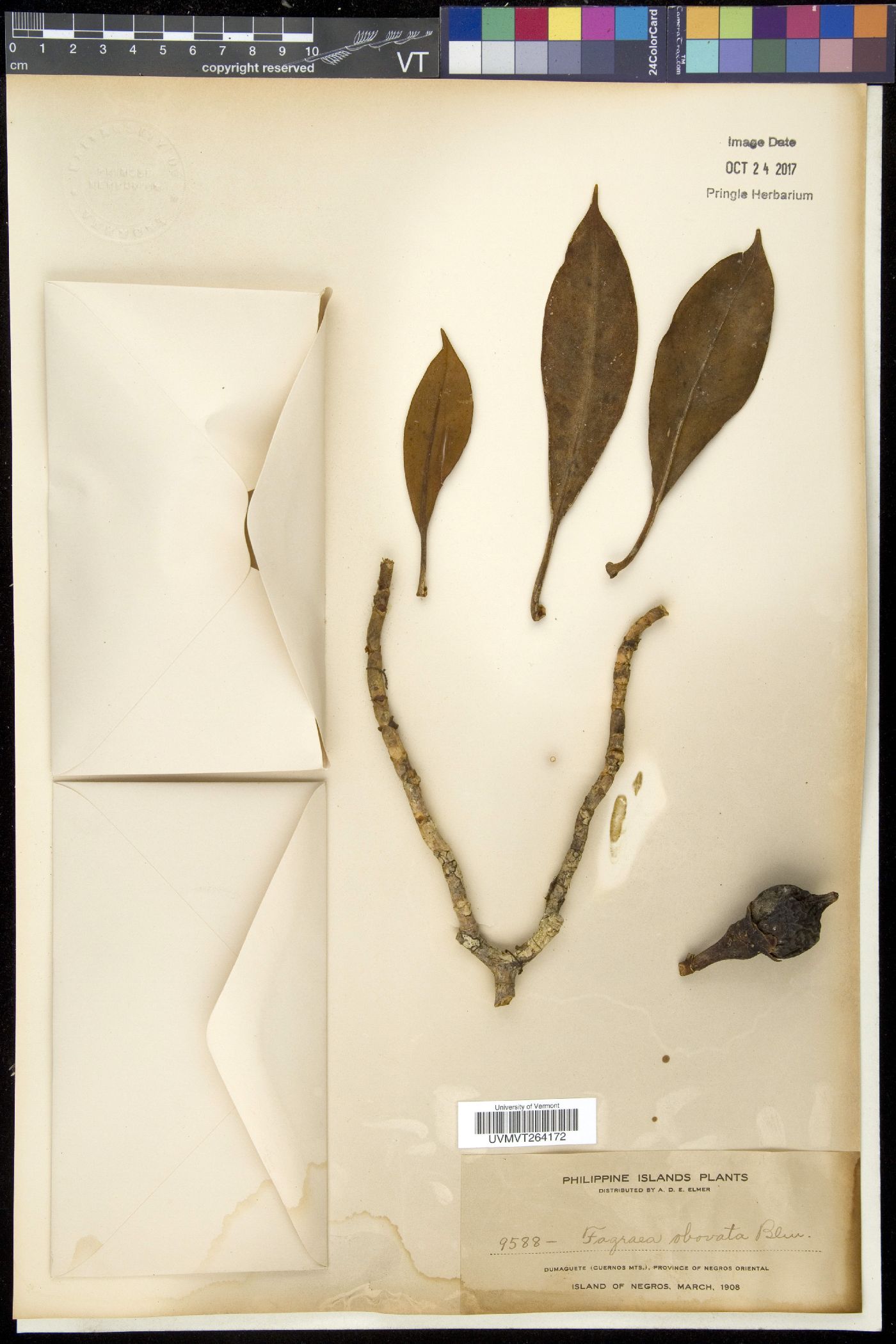 Fagraea ceilanica subsp. ceilanica image