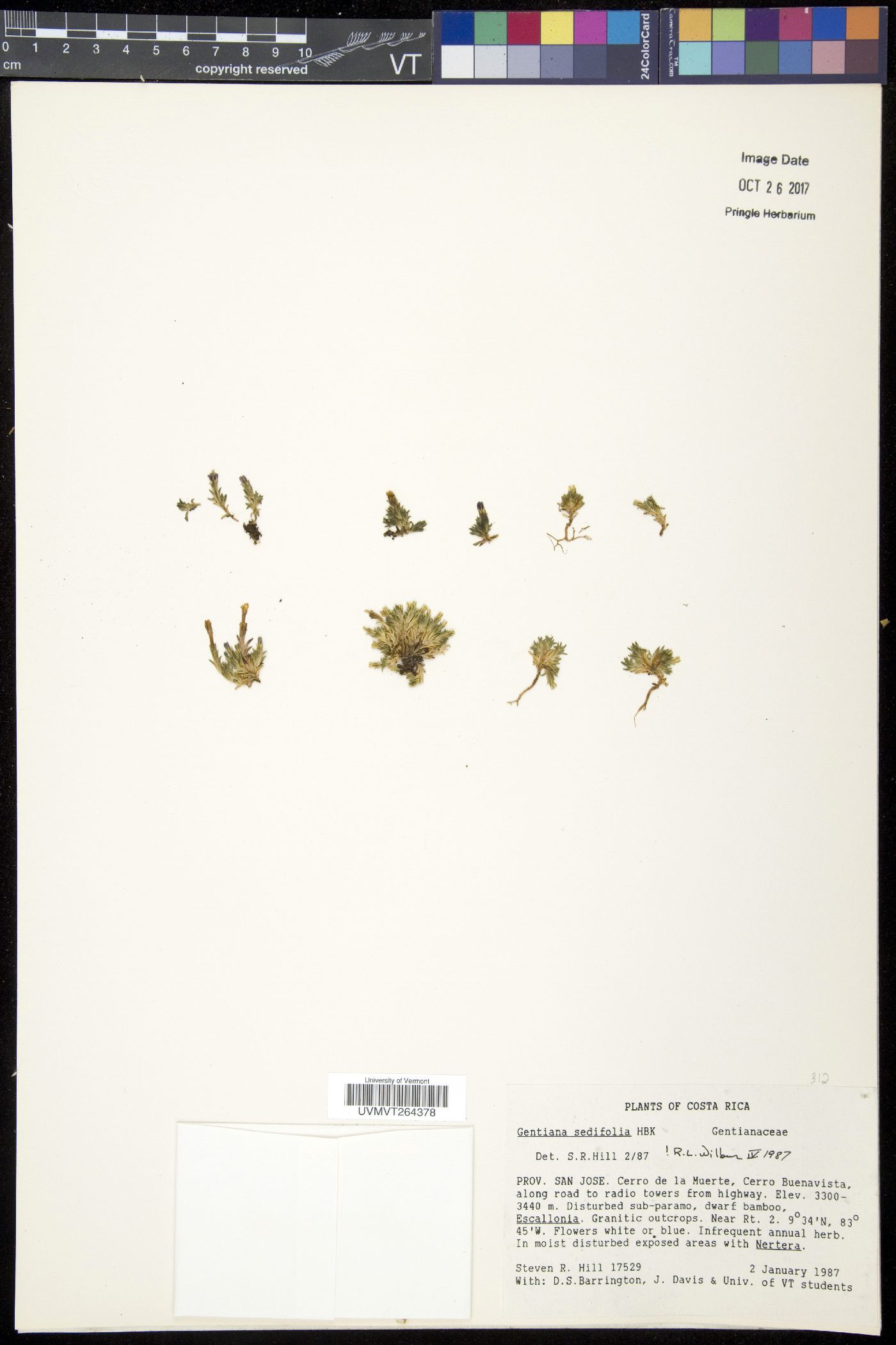 Gentiana sedifolia image