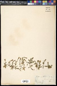 Gentiana loureirii image
