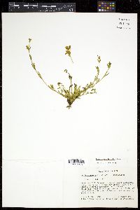 Halenia aquilegiella image