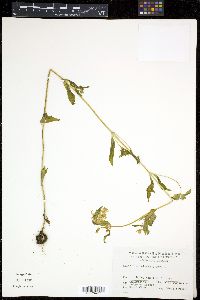 Halenia corniculata image