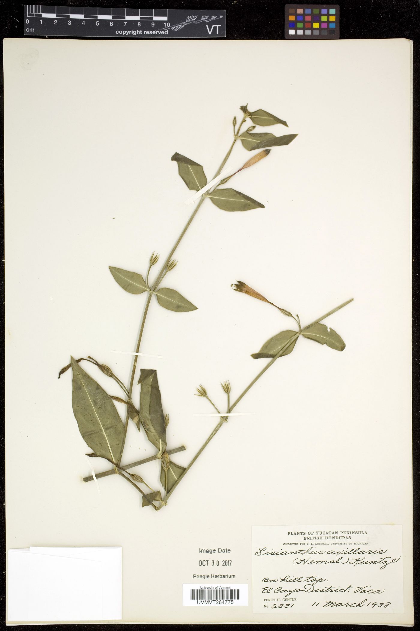 Lisianthus image