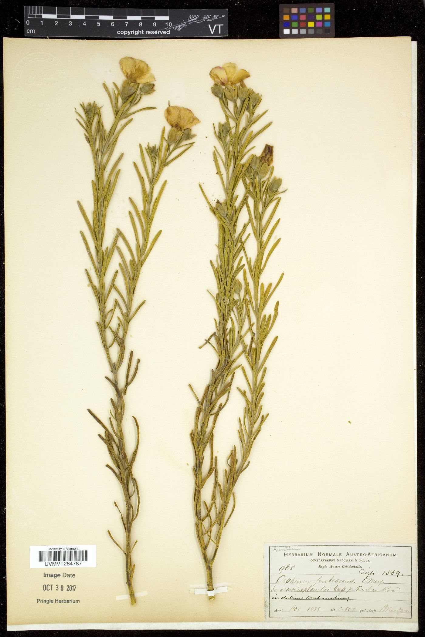 Orphium image
