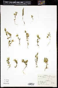 Lomatogonium rotatum image