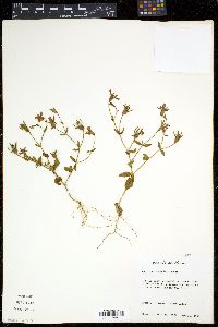 Sabatia arenicola image