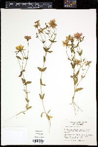 Sabatia campestris image